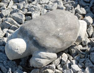 Schildkröte, Basalt